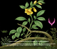 Sepideh Takshi, Butterfly, Decolonisation Archive